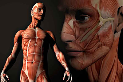 002-anatomia-fisiologia